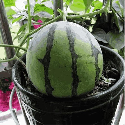 Potted small watermelon seeds