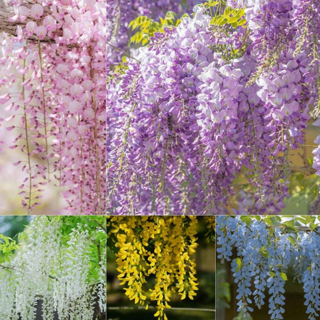 The Gardens Cascading Beauty All Year Round