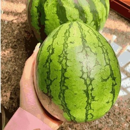 Ruby Watermelon Seeds
