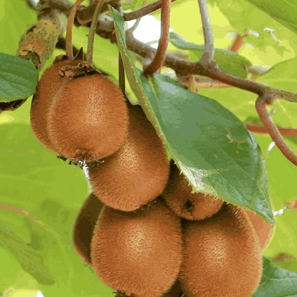 Kiwi,Juicy, Sour And Sweet, Suitable For Home Planting