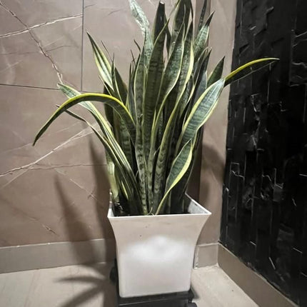 Wheel Pot Stand For Planters