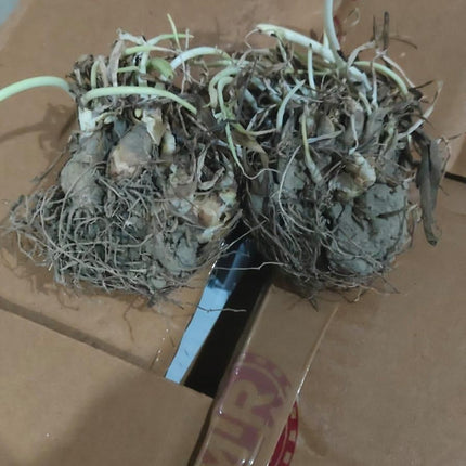 Rajnigandha Double Patel Tuberose Bulbs (Pack of 2)